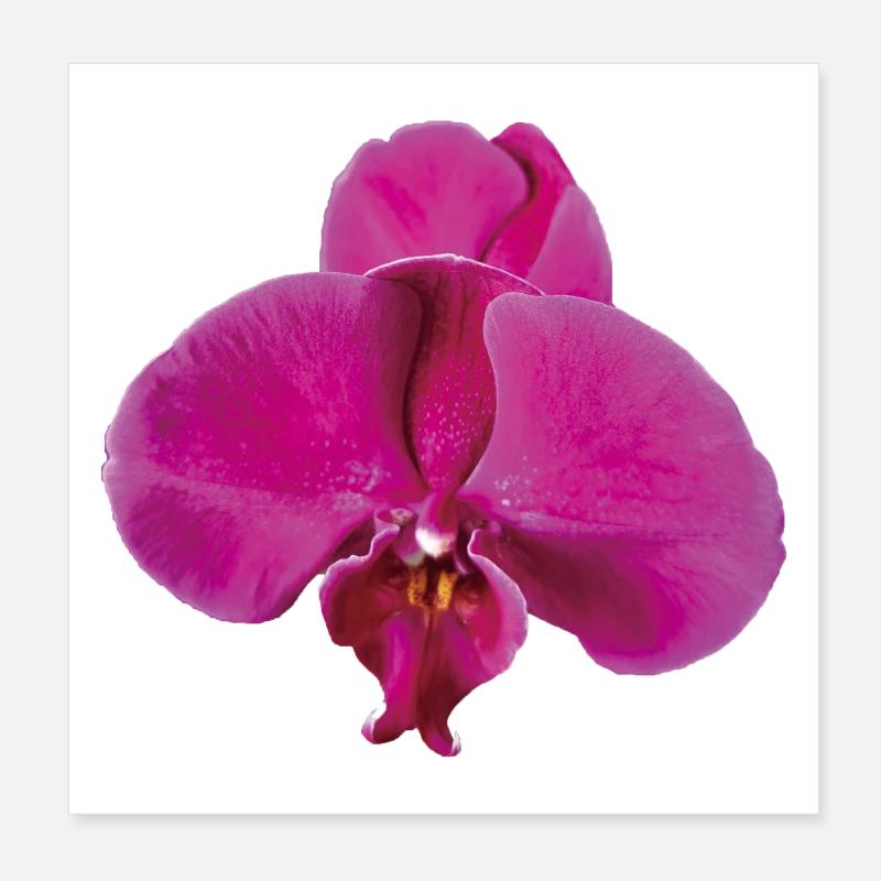 Vivid_Pink_Phalaenopsis_Noth_Orchid_Bloom - Poster 20x20 cm - Weiß