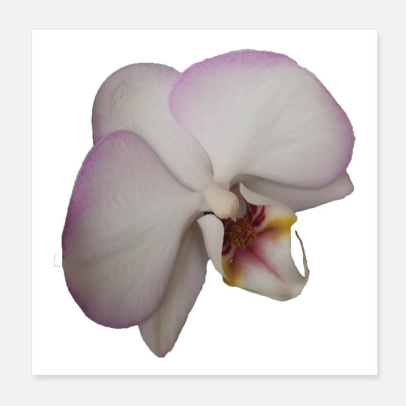 Elegant_Pale_Lavender_Phalaenopsis_Moth_Orchid - Poster 8" x 8" (20x20 cm) - white