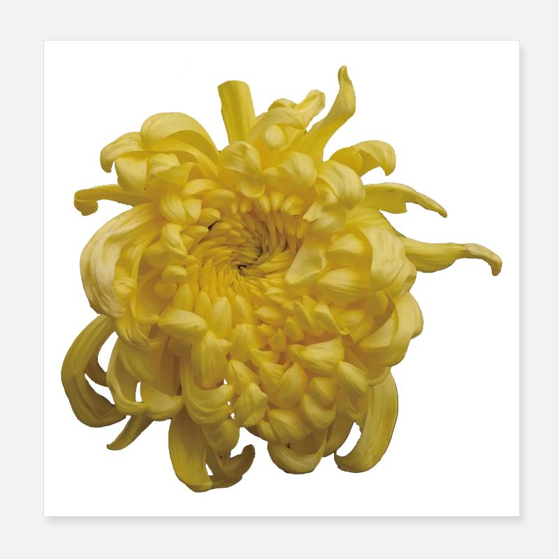 Vibrant_Yellow_Chrysanthemum_Flower - Poster 8" x 8" (20x20 cm) - white