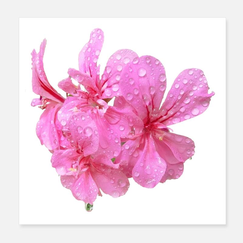 Vibrant_Pink_Geranium_Flowers - Poster 20 x 20 cm - blanc