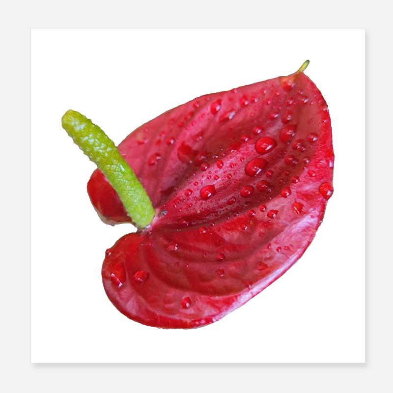 Vibrant_Red_Anthurium_Flower - Poster 20 x 20 cm - blanc