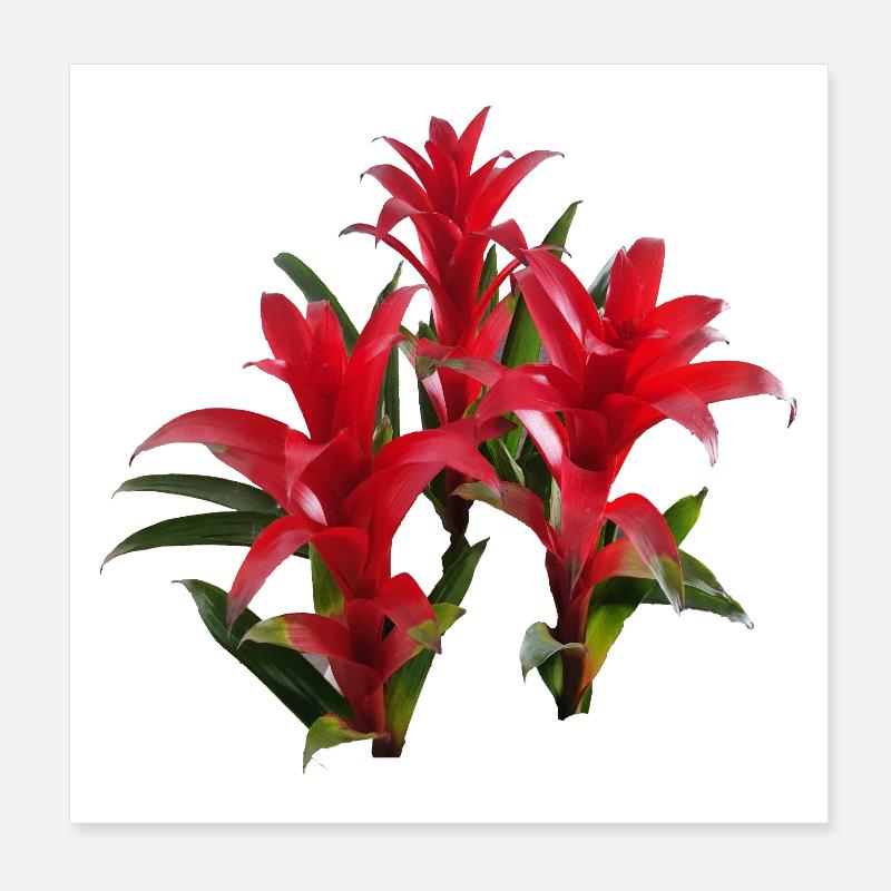 Vibrant_Red_Bromeliads - Poster 20 x 20 cm - blanc