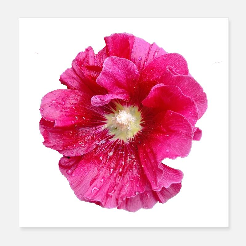 Hollyhock_in_Rain Poster 20 x 20 cm