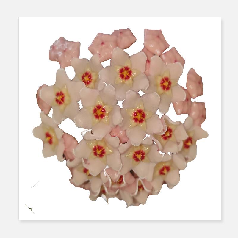 Pink_Hoya_Carnosa_Bloom Poster 20 x 20 cm