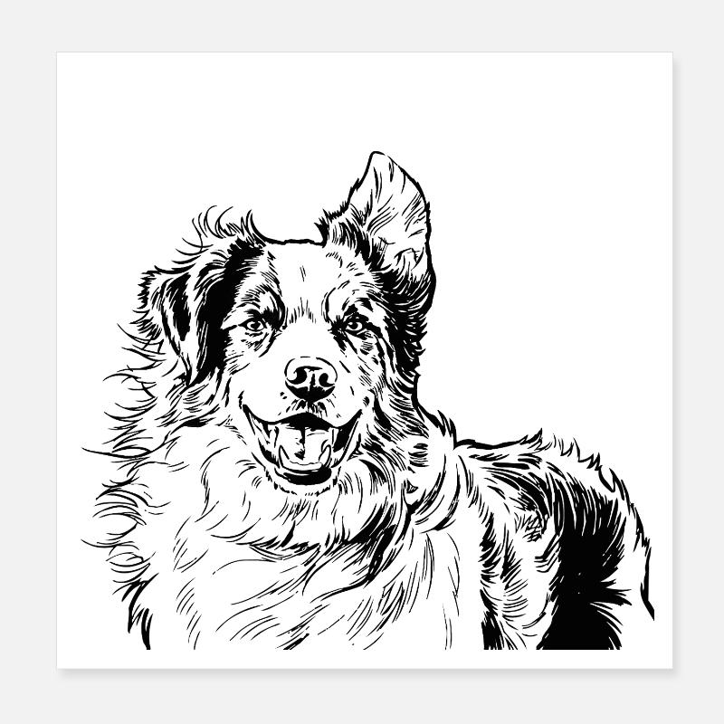 Australian Shepherd - Poster 8" x 8" (20x20 cm) - white