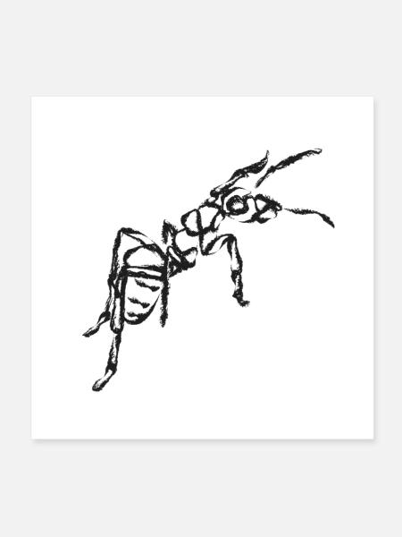 Black Ant – Insektenillustration - Poster 20x20 cm - Weiß