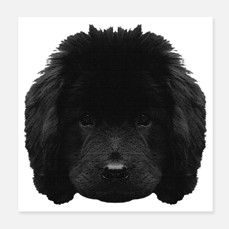 Chiot mignon, chiot Terre-Neuve, races de chiens Poster 20 x 20 cm