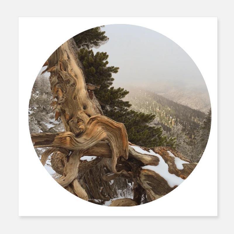 alter knorriger Baum auf dem Pacific Crest Trail Poster 20x20 cm