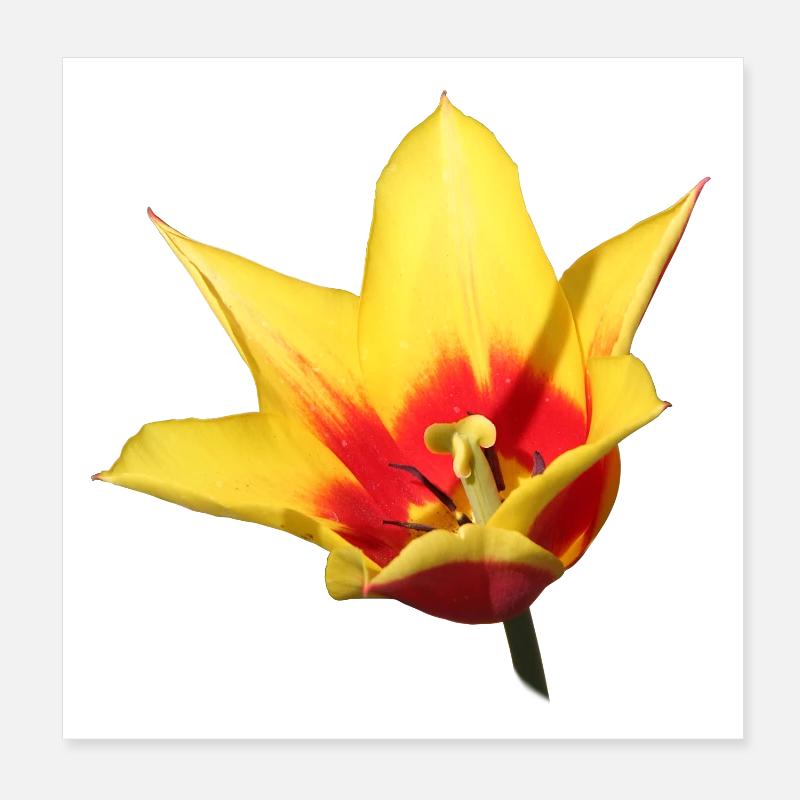 Tulip – Spring Awakening in Color Poster 8" x 8" (20x20 cm)