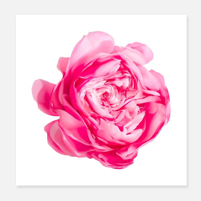 Fleur Princesse Alexandra de Kent Rose Poster 20 x 20 cm