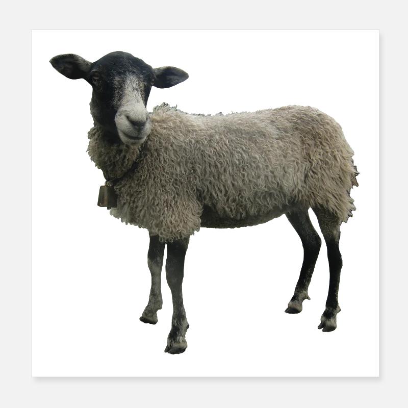 Sheep Poster 8" x 8" (20x20 cm)