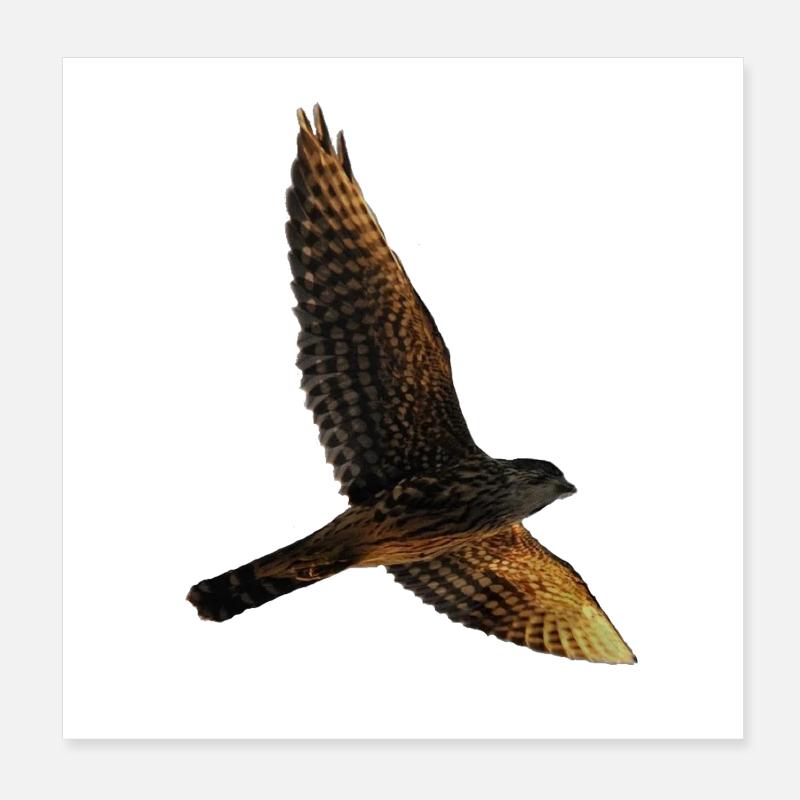 Faucon vole. Oiseau de proie Poster 20 x 20 cm