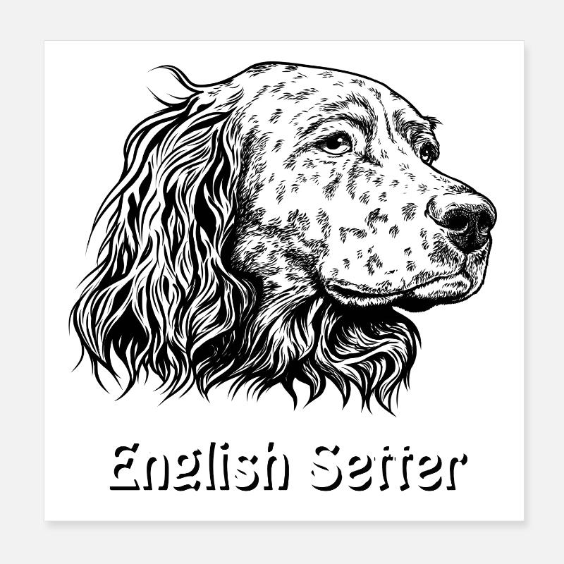 Portrait de setter anglais - Poster 20 x 20 cm - blanc