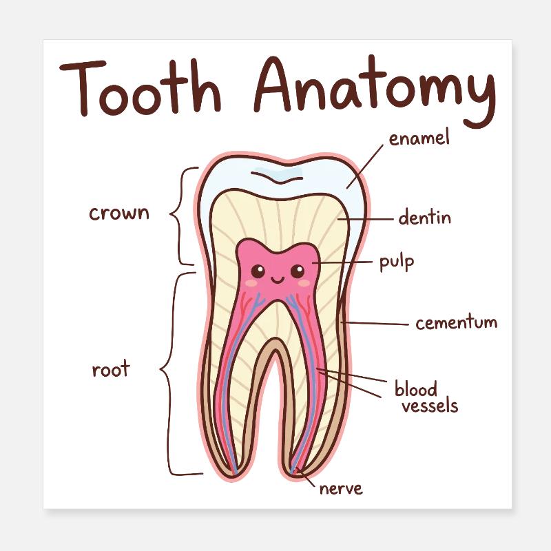 Dentiste assistant dentaire en anatomie dentaire Poster 20 x 20 cm