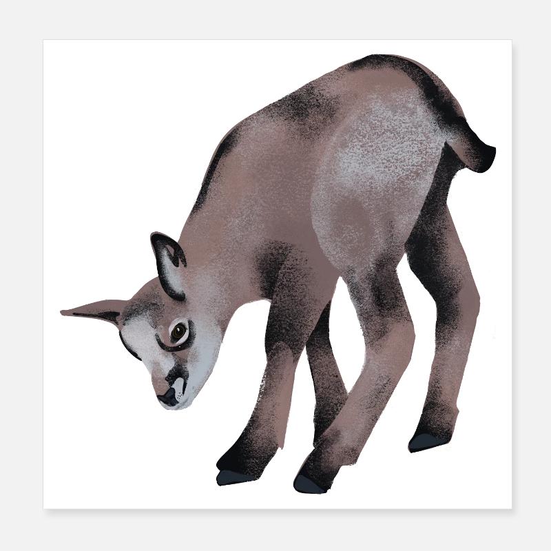 Junge Gams Poster 20x20 cm