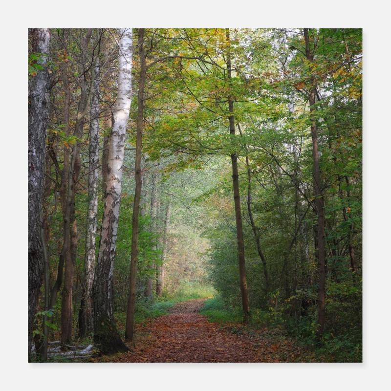 Foto eines Herbstwaldes Poster 40x40 cm