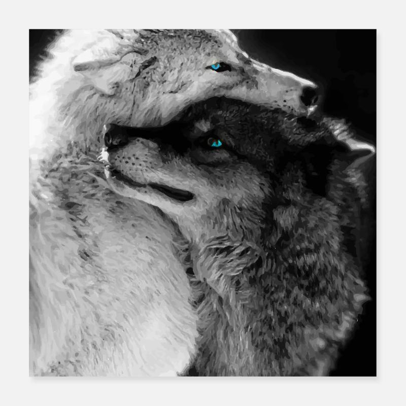 Deux loups étreignant des yeux bleus Poster 40 x 40 cm