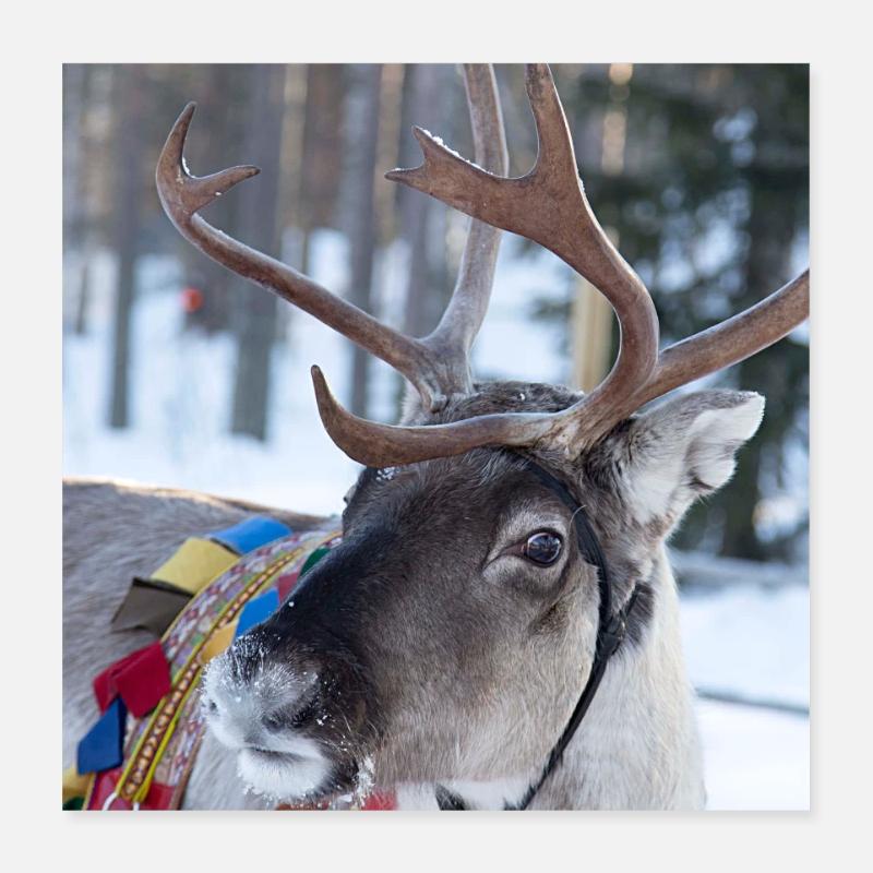 Rentier Poster 40x40 cm