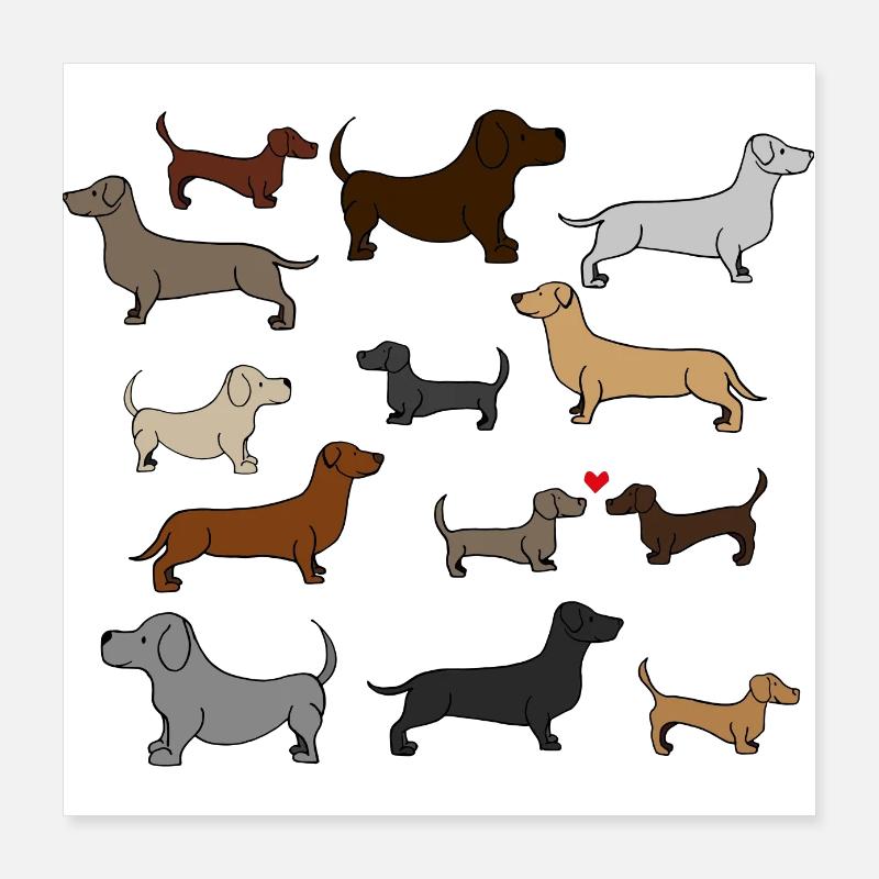 super mignon teckel , idée cadeau , poster Poster 40 x 40 cm