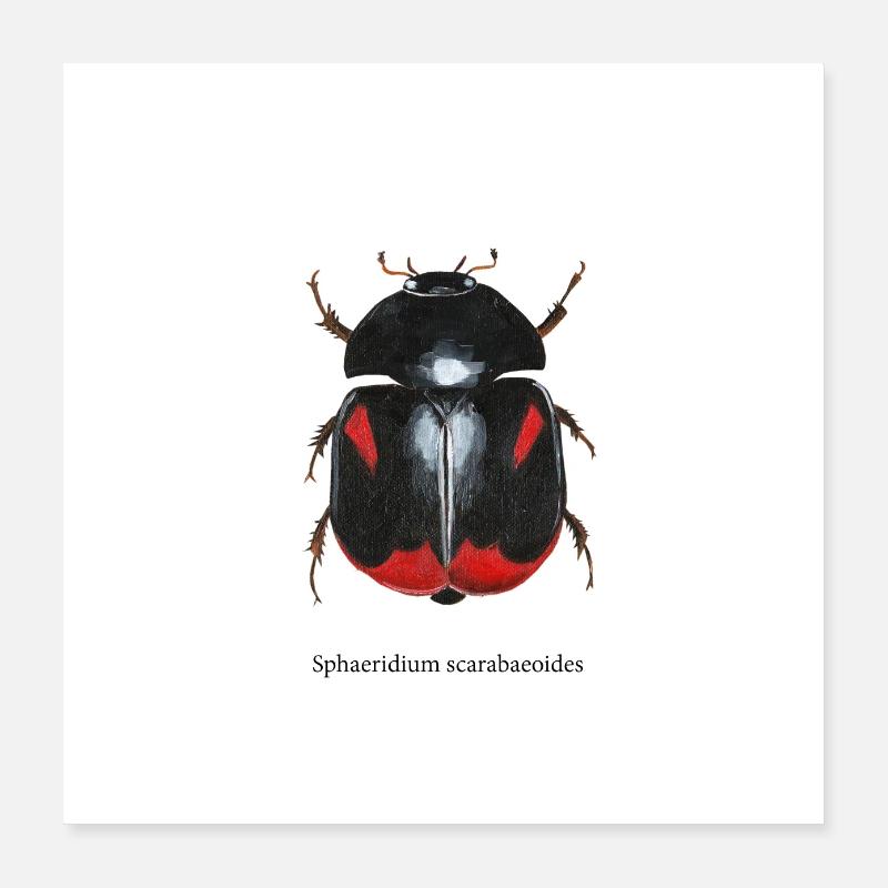 Wasserkäfer - Poster 40x40 cm - Weiß