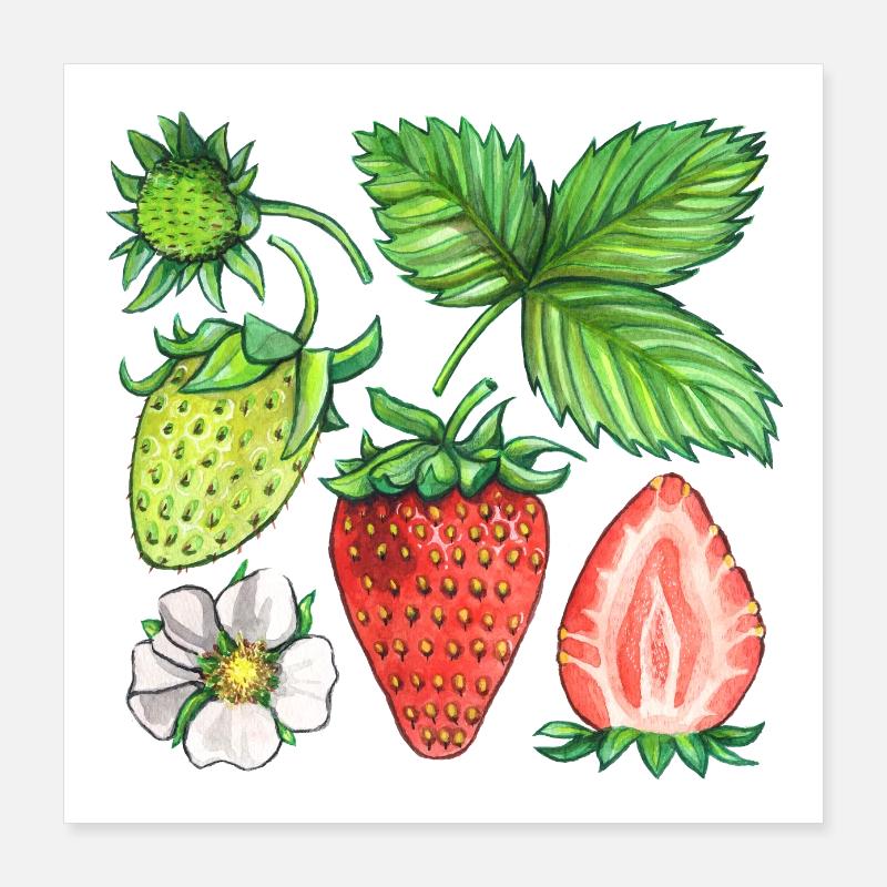 Strawberries Poster 16" x 16" (40x40 cm)