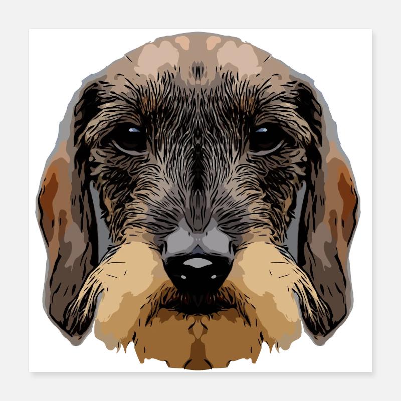 dachshund3 2 - Poster 16" x 16" (40x40 cm) - white