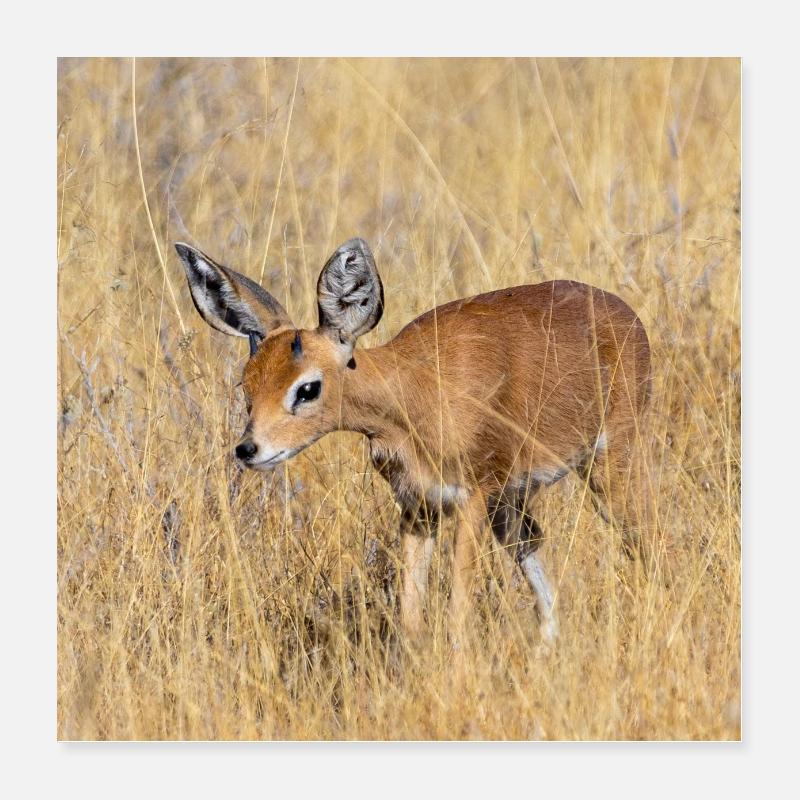 DIKDIK Poster 40x40 cm