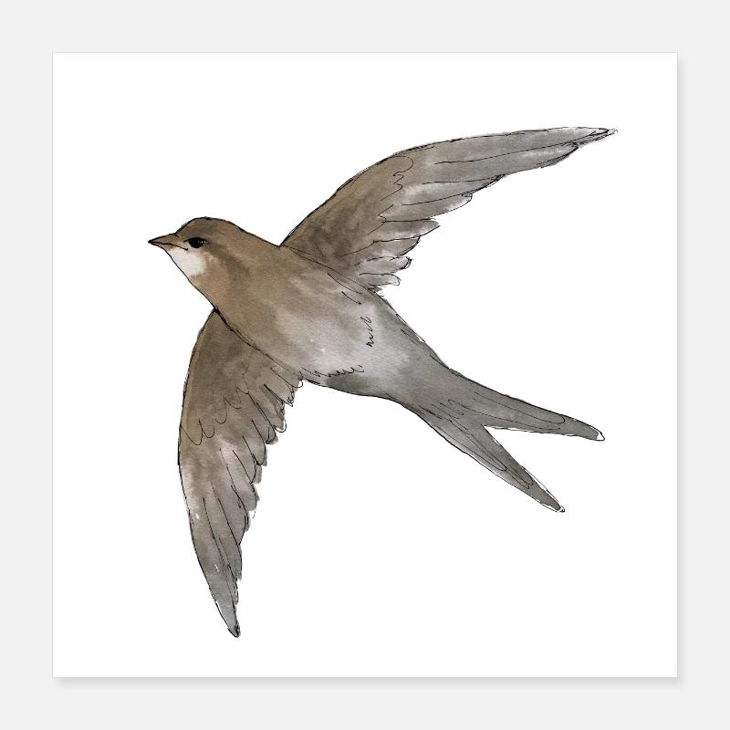 Common Swift am Himmel Poster 40x40 cm