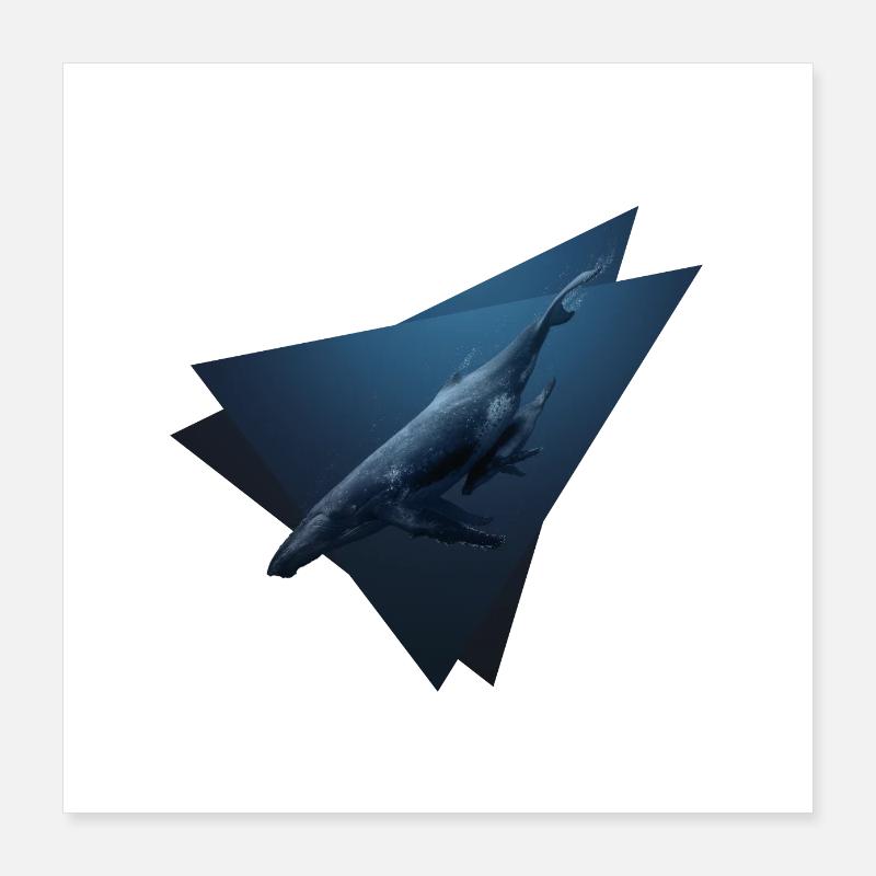 Rorquals bleus Poster 40 x 40 cm