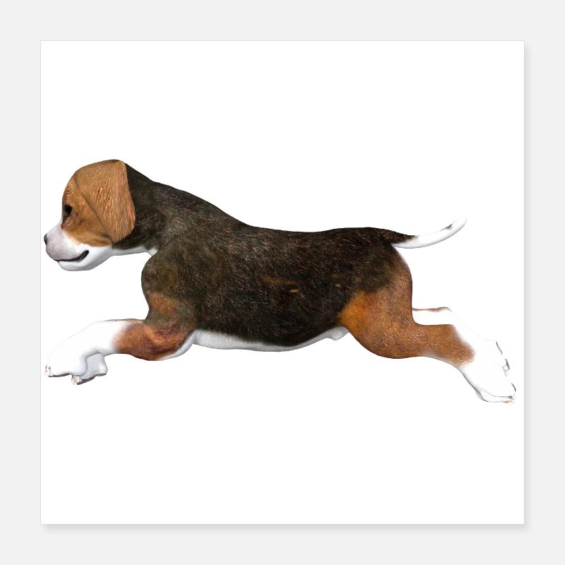 Chiot Beagle Poster 40 x 40 cm