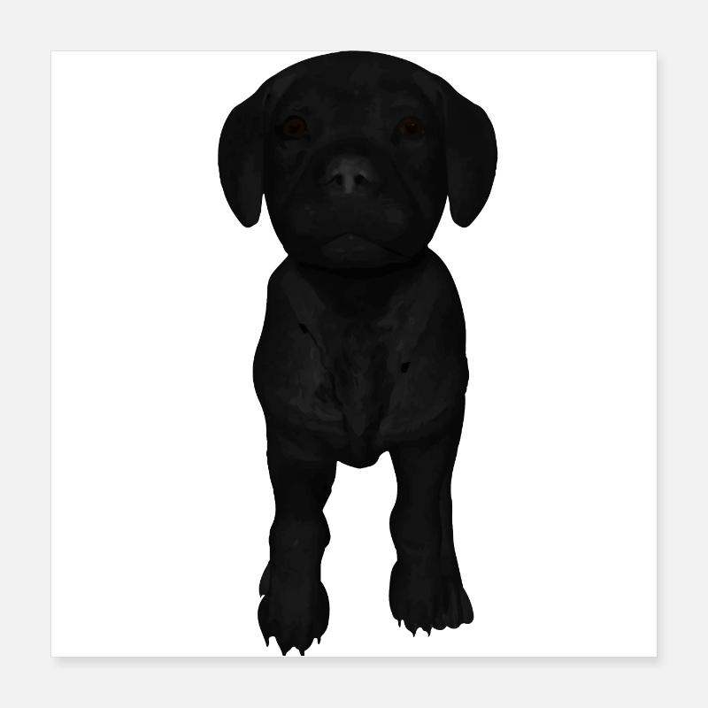 Chiot Labrador Poster 40 x 40 cm