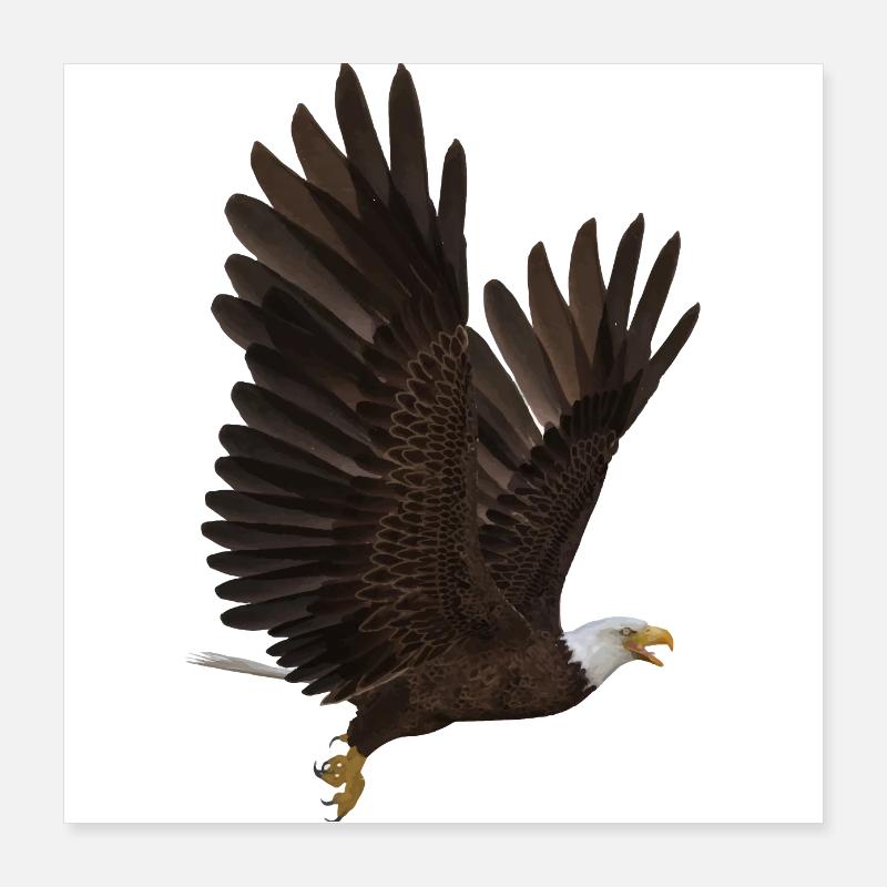 Adler Poster 40x40 cm