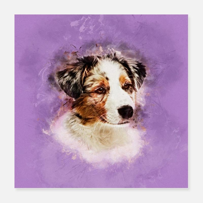 Australischer Schäferhund - Aussie Welpe - Poster 40x40 cm - Weiß