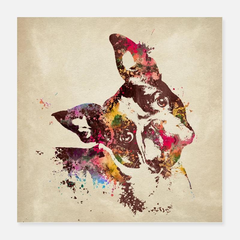 Boston Terrier - Poster 40x40 cm - Weiß