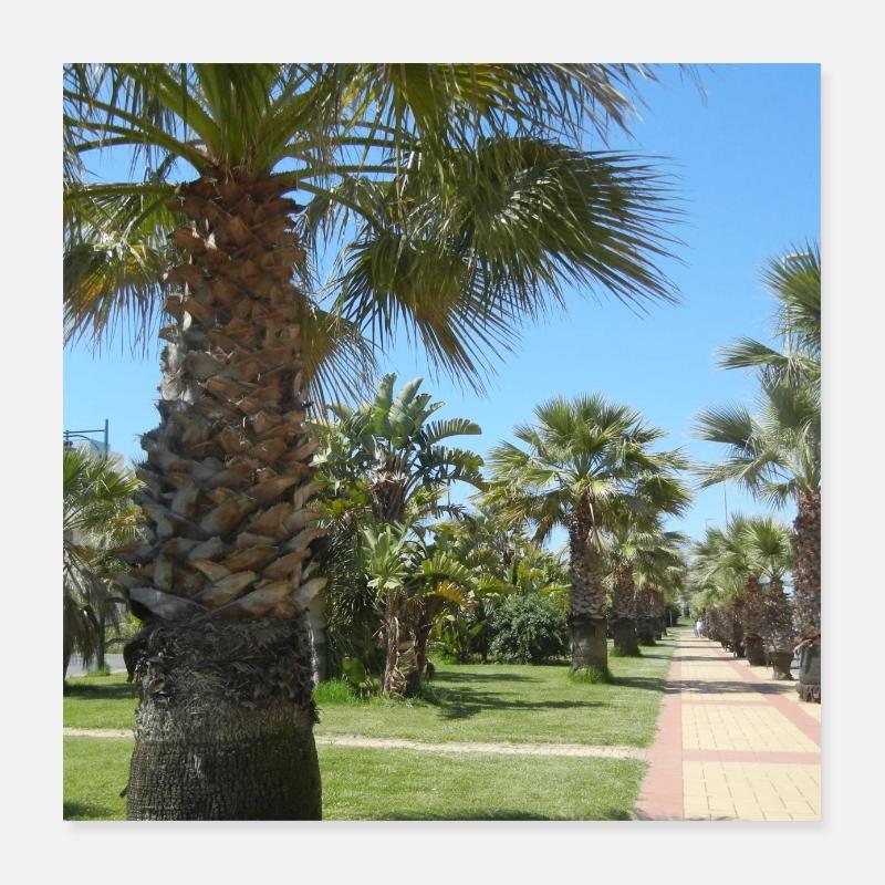 Palm trees vacation vacation trip Spain Poster 16" x 16" (40x40 cm)