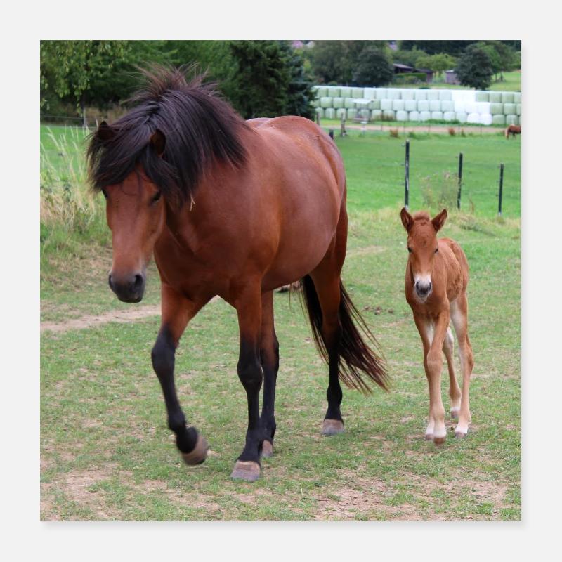 Affiche Cheval Cheval Poster 40 x 40 cm