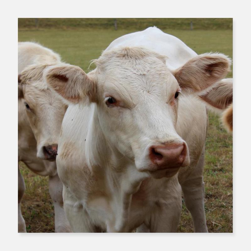 Affiche vache Poster 40 x 40 cm