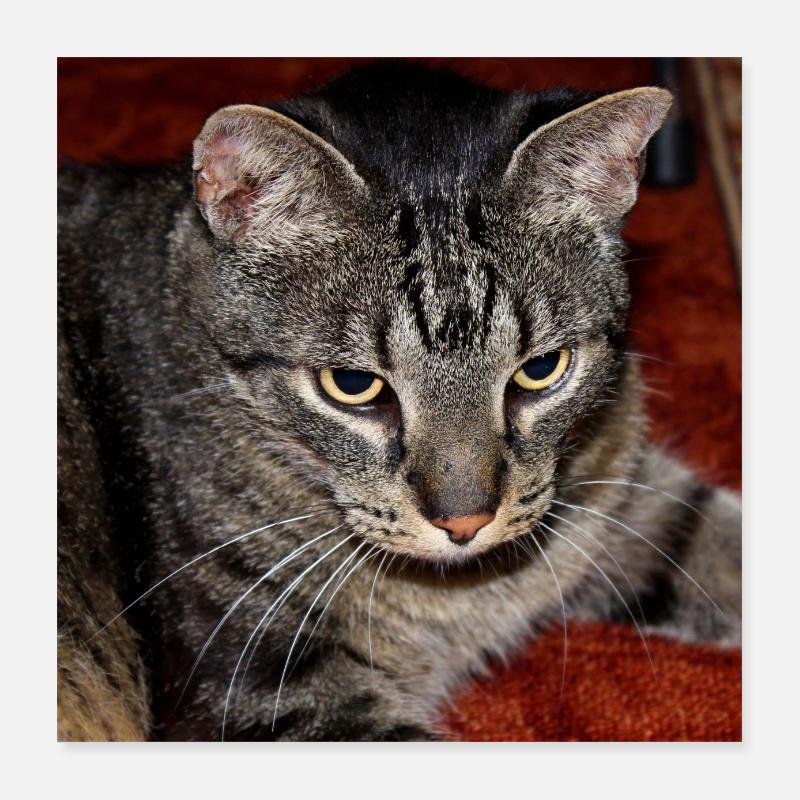 Cat Kitten Poster 16" x 16" (40x40 cm)