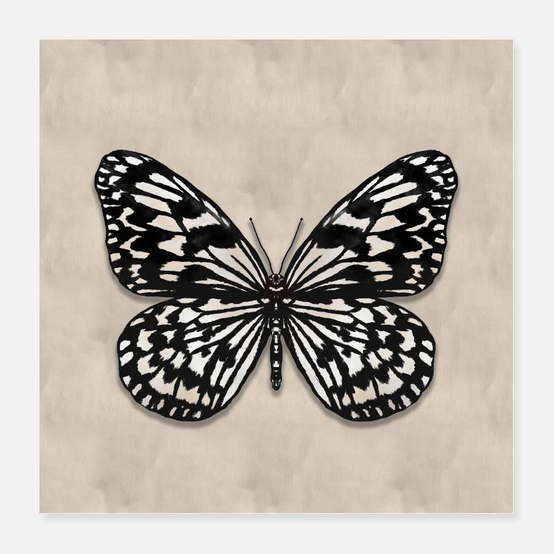 Tree Nymph Butterfly Poster 16" x 16" (40x40 cm)