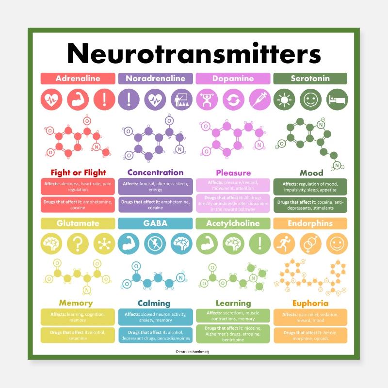 Affiche de neurotransmetteur Poster 40 x 40 cm