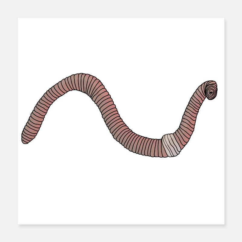 Ver de terre lombric Poster 40 x 40 cm