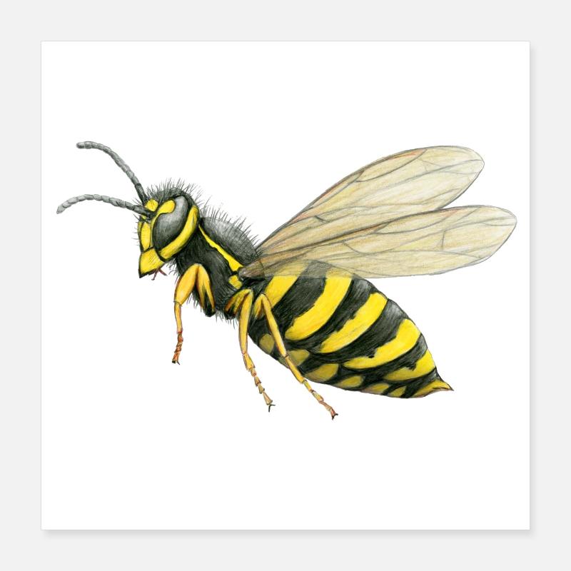 Große Wespe Poster 40x40 cm