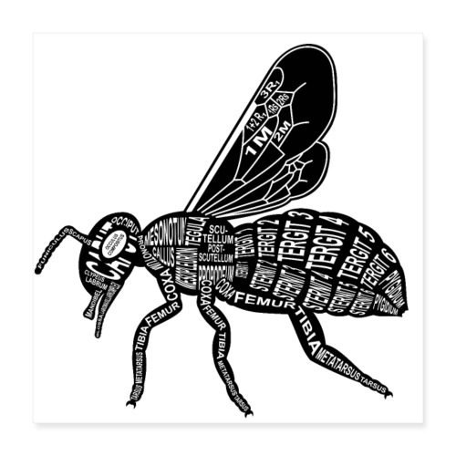 Szkielet p pszczoły - Plakat o wymiarach 40 x 40 cm
