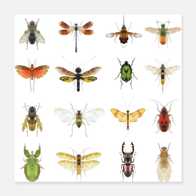 types of insects Poster 16" x 16" (40x40 cm)
