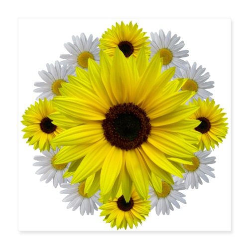 Sonnenblumen, Margeriten, Blumen, Blüten, floral - Poster 40x40 cm
