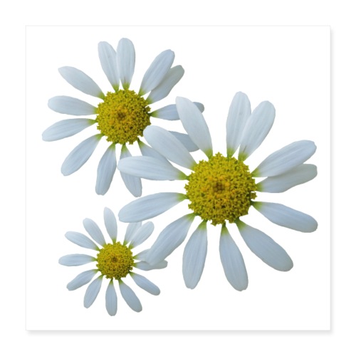 blühende Blumen, Blüte weiß, floral, blumig, Natur - Poster 40x40 cm