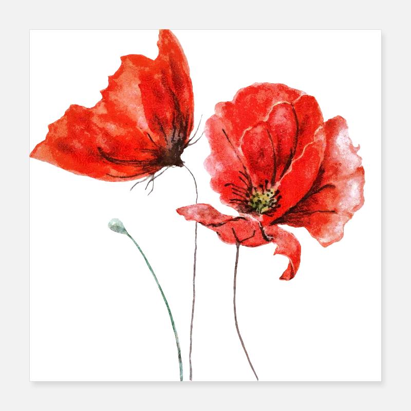 Coquelicots Fleurs de pavot Fleur rouge Poster 40 x 40 cm