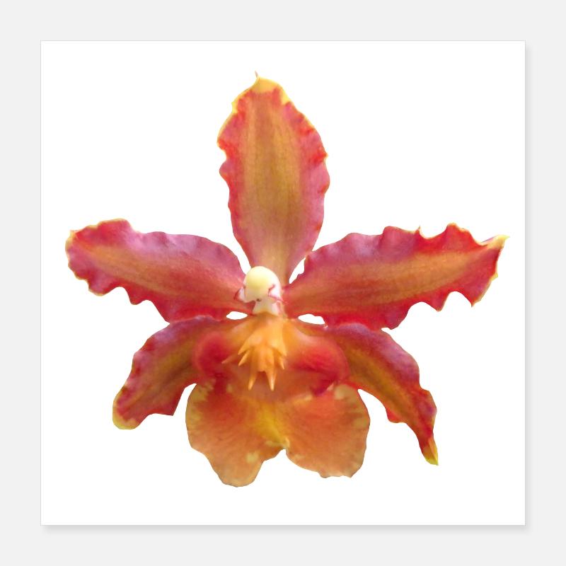 Fleur d’orchidée, Vigne d’orchidée, Fleur d’orchidée Poster 40 x 40 cm