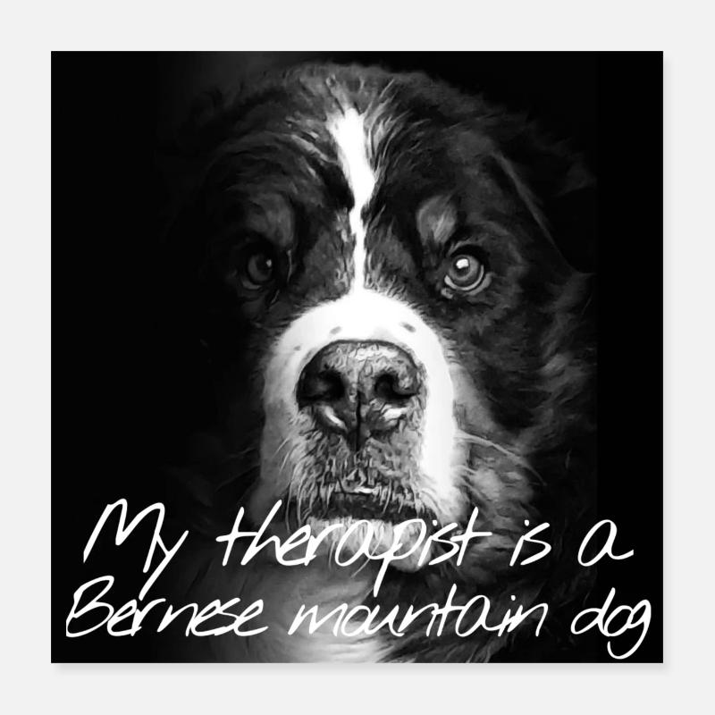 Bernese Mountain Dog Poster 16" x 16" (40x40 cm)