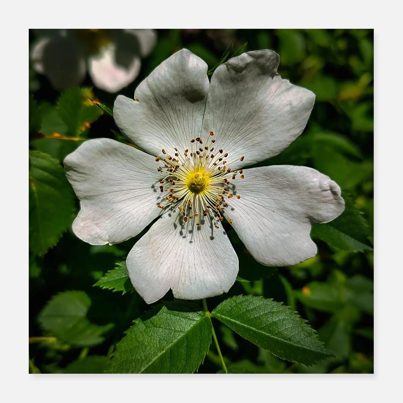 weiße Blume Poster 40x40 cm